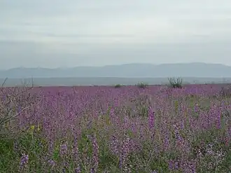 طبیعت شاهرخت