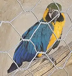 طوطی