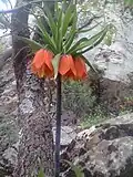 لاله‌های واژگون در ارتفاعات بخش گواور