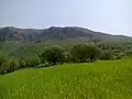 جنگلهای بلوط منطقه گواور