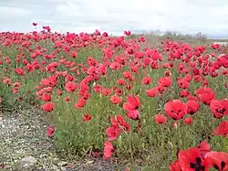 نمایی از لاله زار های روستای غلمانسرای