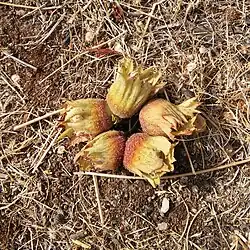 یکی از محصولات روستای خسرود