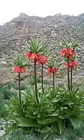 لاله واژگون دره بید
