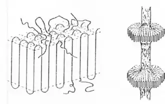 Chain Folding