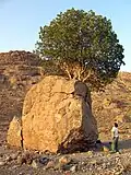 در این تصویر انسانی با قدی در حدود 180cm در کنار این پدیده طبیعی ایستاده است.