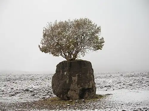 مروارید سبز ارسنجان در روز برفی