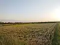 مزارع صحنه سرا پس از برداشت محصول