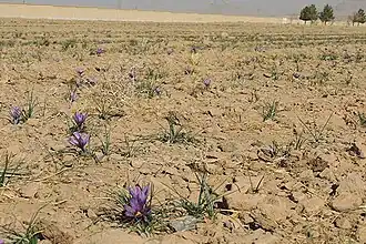 گل‌های زعفران کشت شده در این مزرعه