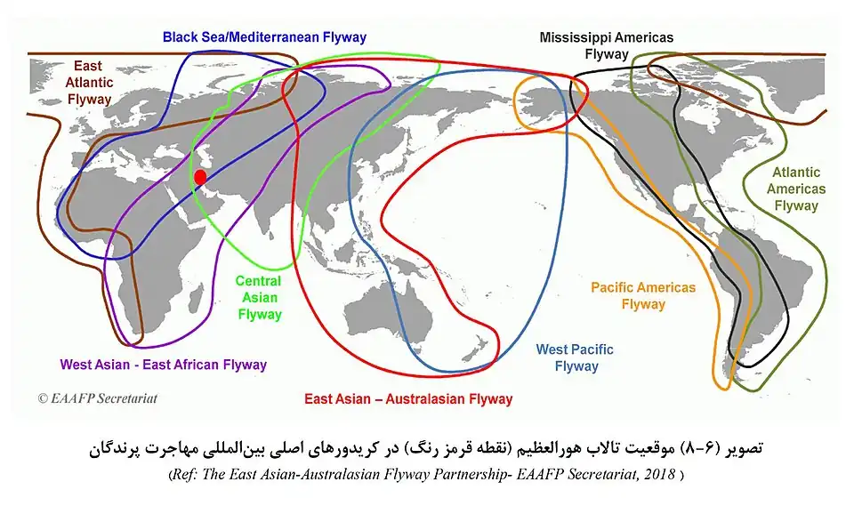 موقعیت تالاب هورالعظیم در کریدورهای اصلی بینالمللی مهاجرت پرندگان