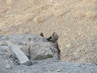 یازدهم رجب ۱۴۲۹، میمون‌های جبل النور در نزدیکی غار