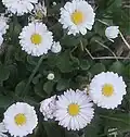 گل مینا چمنی سفید رنگ