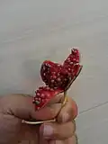میوه رسیده کبر (لگجی)