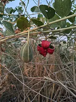 میوه لگچی خودرو در بهبهان
