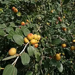 میوه کنار نارس، دهدشت