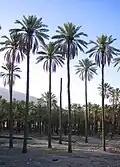 نخلها گهره پایین