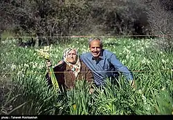 جشنواره گل نرگس کازرون