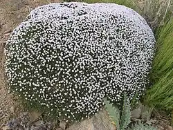 نمونه گون‌های روستای زالی