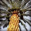 نخل خرما لاشار