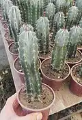 پایه نقره ای