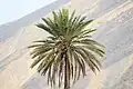 پرتره نخل