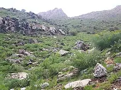 پوشش گیاهی کوه گل عناب (گوڵە ناوو) در زمان خشکسالی فروردین ماه سال ۹۷