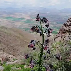 یک نوع گیاه کوهی