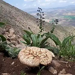 قارچ کوهی