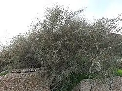 کنار پرزین