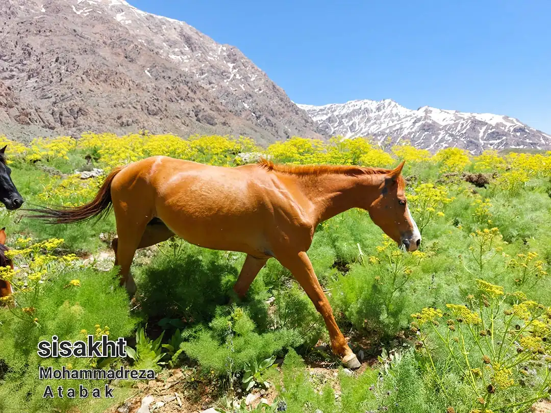 فصل بهار کوه گل سیسخت