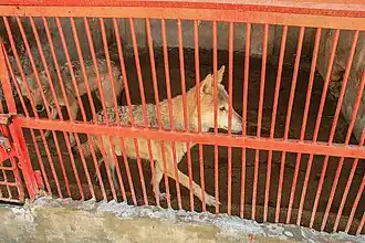 قفس گرگ