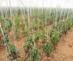گلخانه در زمان باردهی محصول