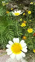 گل بابونه