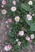 گل مینا چمنی صورتی