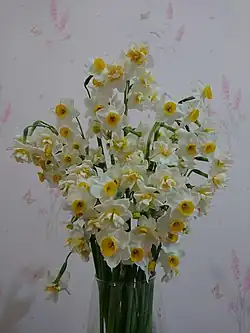 گل نرگس بهبهان