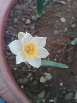 گل نرگس کشت شده در گلدان خانگی