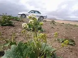 گل و برگ طاترو