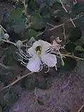 نمای نزدیک از گل کبر