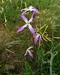  شب‌بوی هراتی، بهبهان