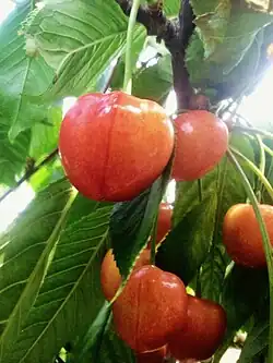 گیلاس تقریبا رسیده