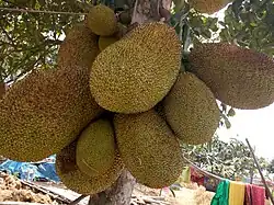 درخت میوهٔ جکفروت در زیرناحیه پولباری