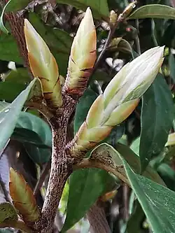 جوانه Diospyros eriantha