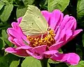 ♀