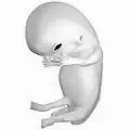 جنین در هشتمین هفته