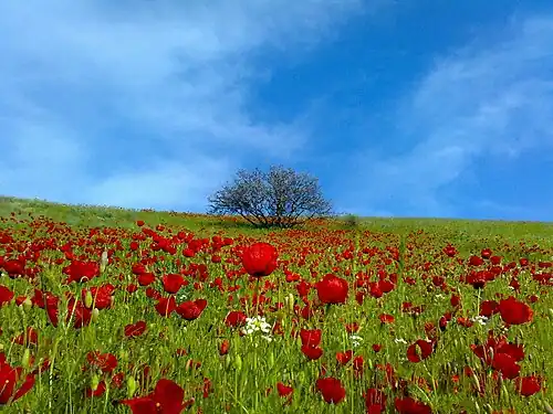 جنگل پسته پلگرد(شقایق‌های بهاری)