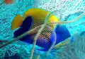 Bluegirdled angelfish , Pomacanthus navarchus