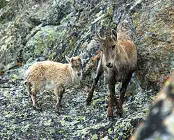 Alpine ibex