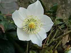 گل خربق که کاسبرگ گلبرگ‌گون را نشان می‌دهد.
