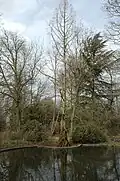 Pond and trees in Holland Park in winter...
