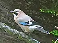 جی‌جاق اوراسیایی، Garrulus glandarius، وقتی شکارچی را می‌بیند، زنگ‌های هشدار بلندی را از روی درخت خود می‌دهد.