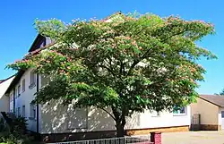 20130801Albizia julibrissin01 crop.jpg